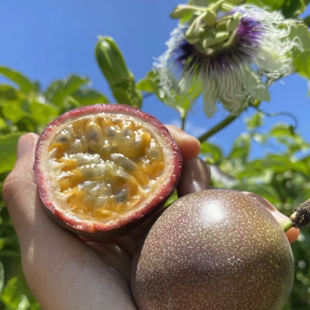 Passion Fruit Seeds